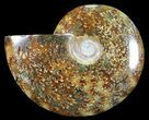 Polished, Agatized Ammonite (Cleoniceras) - Madagascar #54710-1